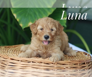 Goldendoodle (Miniature) Puppy for sale in ITASCA, TX, USA