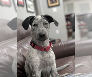 Mutt Dogs for adoption in Boston, MA, USA