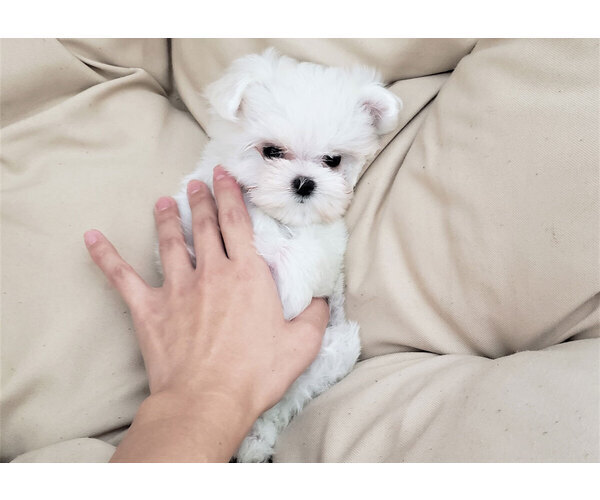 Medium Photo #3 Maltese Puppy For Sale in FULLERTON, CA, USA