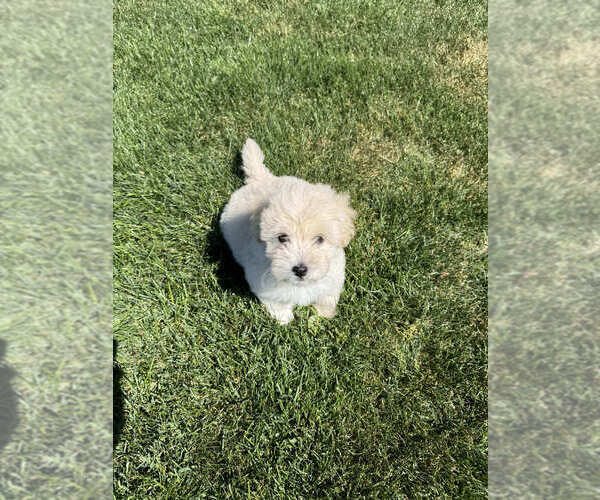 Medium Photo #1 Poodle (Toy) Puppy For Sale in SAN RAMON, CA, USA