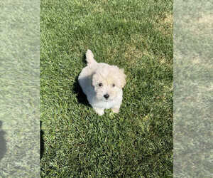 Poodle (Toy) Puppy for Sale in SAN RAMON, California USA