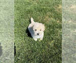 Small Poodle (Toy)