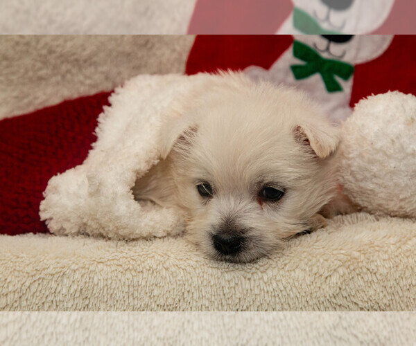 Medium Photo #3 West Highland White Terrier Puppy For Sale in ROMNEY, WV, USA