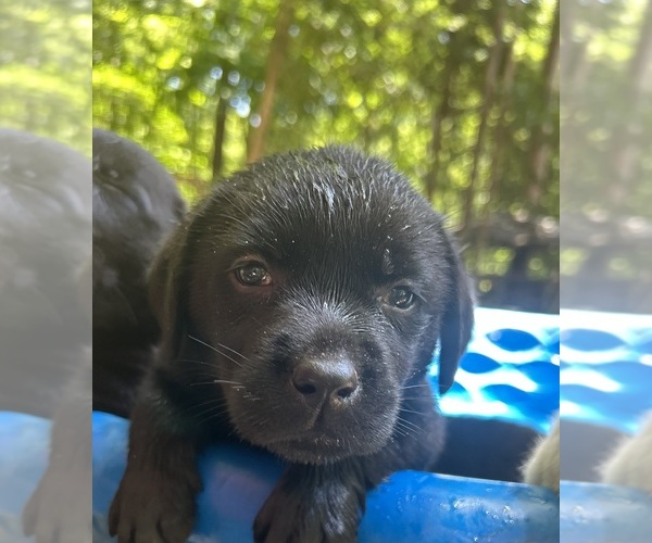 Medium Photo #8 Labrador Retriever Puppy For Sale in LOUISBURG, NC, USA