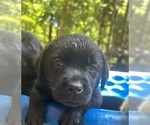 Small #7 Labrador Retriever