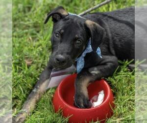 Mutt Dogs for adoption in San Diego, CA, USA