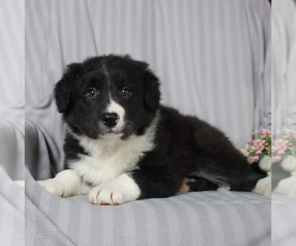 Medium Photo #2 Border Collie Puppy For Sale in HONEY BROOK, PA, USA