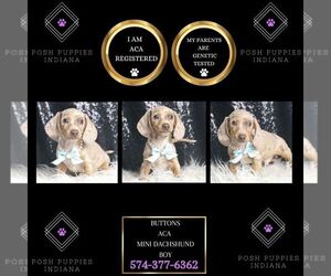 Dachshund Puppy for sale in WARSAW, IN, USA
