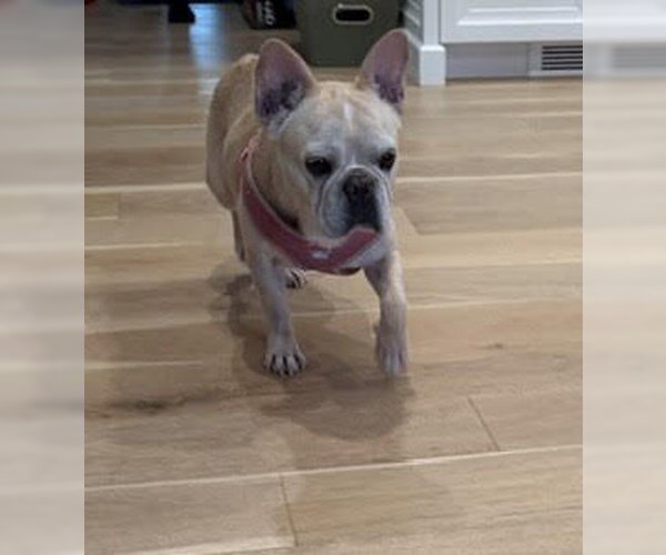 Medium Photo #2 French Bulldog Puppy For Sale in Wheaton, IL, USA