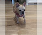 Small #1 French Bulldog