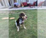 Small Photo #4 Coonhound Puppy For Sale in Holly Springs, NC, USA