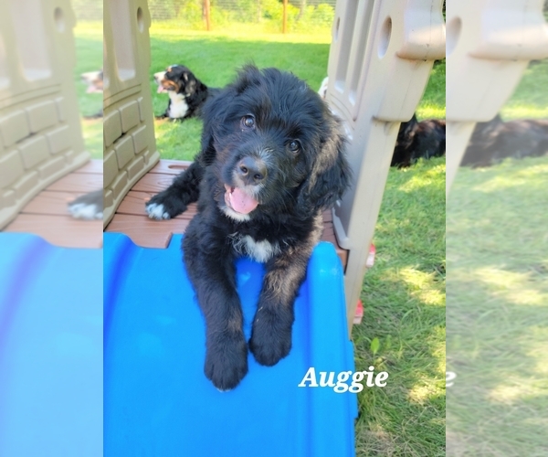 Medium Photo #2 Bernedoodle-Bernese Mountain Dog Mix Puppy For Sale in LONG GROVE, IA, USA
