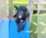 Small Photo #2 Bernedoodle-Bernese Mountain Dog Mix Puppy For Sale in LONG GROVE, IA, USA