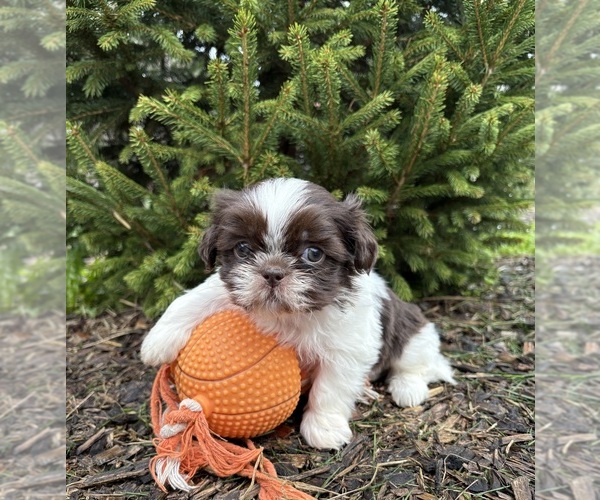 Medium Photo #3 Shih Tzu Puppy For Sale in MIDDLEBURY, IN, USA