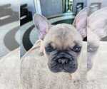 Puppy 2 French Bulldog