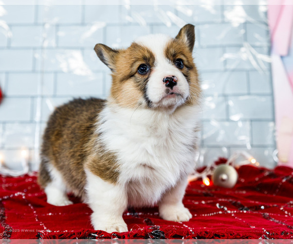 Medium Photo #72 Cardigan Welsh Corgi Puppy For Sale in WAKARUSA, IN, USA