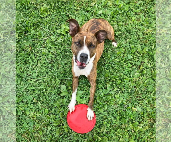 Medium Photo #2 Mutt Puppy For Sale in Unionville, PA, USA