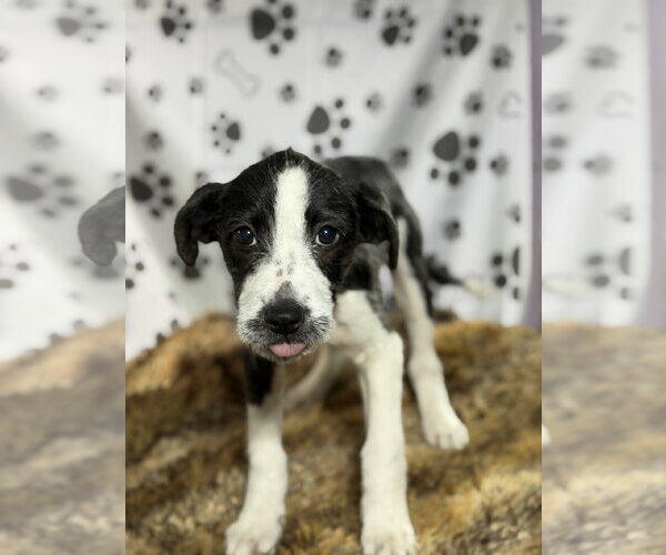 Medium Photo #2 Pointer-Unknown Mix Puppy For Sale in SHERBURNE, NY, USA