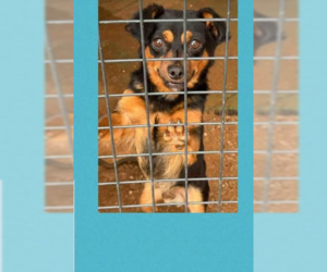 Chihuahua-Unknown Mix Dogs for adoption in Cranston, RI, USA