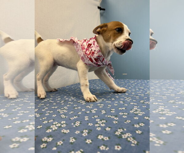 Medium Photo #2 Beagle-Unknown Mix Puppy For Sale in Dallas, TX, USA