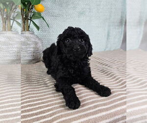 Goldendoodle (Miniature) Puppy for sale in GREENFIELD, IN, USA
