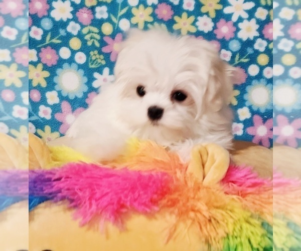 Medium Photo #4 Maltese Puppy For Sale in BRANDON, MS, USA