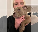 Small #5 American Pit Bull Terrier Mix
