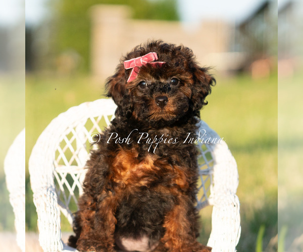 Medium Photo #73 Poodle (Miniature) Puppy For Sale in WARSAW, IN, USA