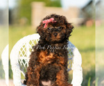 Small Photo #73 Poodle (Miniature) Puppy For Sale in WARSAW, IN, USA