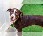 Small #3 Labrador Retriever Mix
