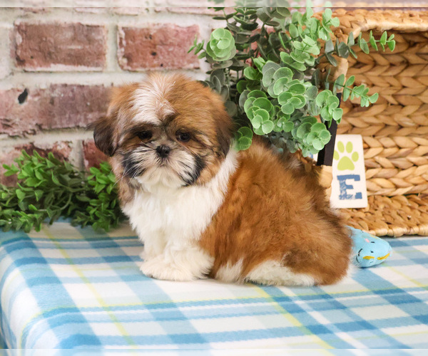 Medium Photo #3 Shih Tzu Puppy For Sale in SYRACUSE, IN, USA