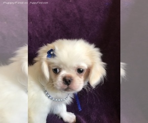 Shih Tzu Puppy for sale in LIGNUM, VA, USA