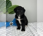 Small Photo #5 Golden Retriever-Miniature American Shepherd Mix Puppy For Sale in FRANKLIN, IN, USA