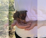 Small Photo #2 Chihuahua-Chorkie Mix Puppy For Sale in SAINT AUGUSTINE, FL, USA