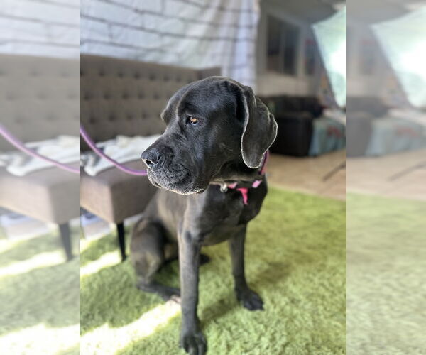 Medium Photo #7 Mutt Puppy For Sale in Goodyear, AZ, USA