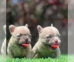 Small Photo #3 French Bulldog Puppy For Sale in BROADWAY MANCHESTER, CA, USA
