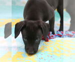 Small #5 Mutt