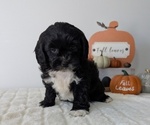 Small #4 ShihPoo