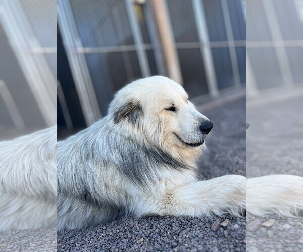 Medium Photo #4 Great Pyrenees-Unknown Mix Puppy For Sale in Webster, WI, USA