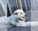 Small #3 Great Pyrenees Mix