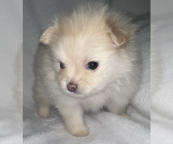 Medium Photo #11 Pomeranian Puppy For Sale in PORTLAND, ME, USA