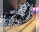 Small Photo #2 Goldendoodle Puppy For Sale in KIMBALL, MN, USA