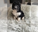 Puppy Puppy 7 Bernedoodle-Poodle (Standard) Mix