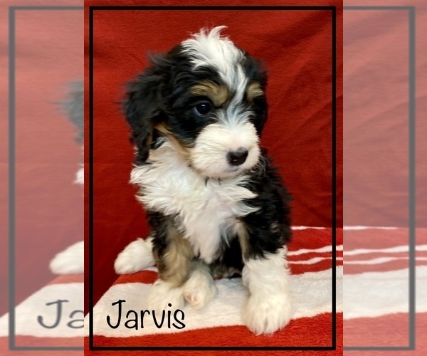 Medium Photo #2 Miniature Bernedoodle Puppy For Sale in STONE CREEK, OH, USA