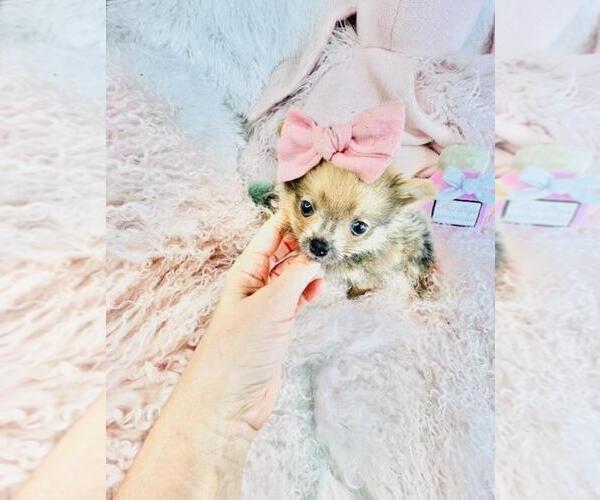 Medium Photo #19 Pomeranian Puppy For Sale in TAMPA, FL, USA