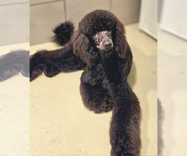 Medium Photo #5 Poodle (Standard) Puppy For Sale in Chicago, IL, USA