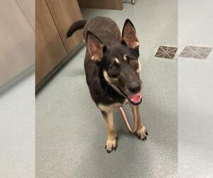 German Shepherd Dog Dogs for adoption in Baytown, TX, USA
