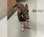 Small German Shepherd Dog