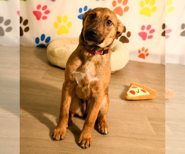 Medium Photo #5 Mutt Puppy For Sale in Brooklyn Center, MN, USA