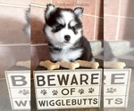 Small Photo #2 Pomsky Puppy For Sale in CASA GRANDE, AZ, USA